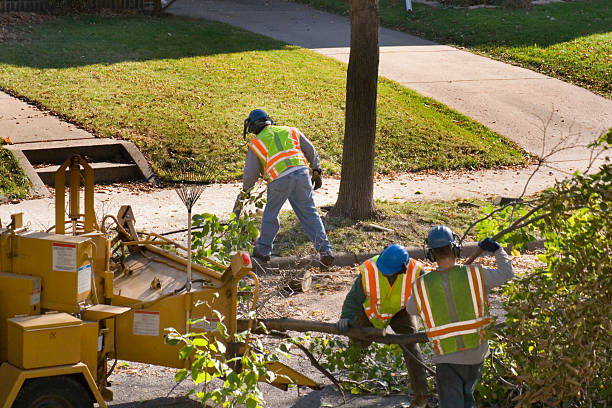 Best Tree Removal Services  in Wilsons Mills, NC